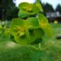 Preview: Euphorbia cyparissias - Zypressenwolfsmilch