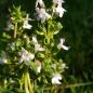 Preview: Gratiola officinalis - Gottesgnadenkraut