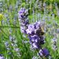 Preview: Lavandula officinalis - Lavendel