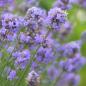 Preview: Lavandula officinalis - Lavendel