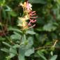 Preview: Lonicera periclymenum - Waldgeissblatt