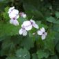 Preview: Lunaria rediviva - Ausdauerndes Silberblatt