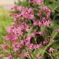 Preview: Lychnis viscaria - Pechnelke