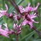 Preview: Lychnis flos-cuculi - Kuckuckslichtnelke