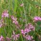 Preview: Lychnis flos-cuculi - Kuckuckslichtnelke