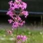 Preview: Lychnis viscaria - Pechnelke