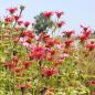 Preview: Monarda didyma Squaw - Goldmelisse