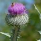 Preview: Onopordum acanthium - Eselsdistel