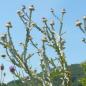 Preview: Onopordum acanthium - Eselsdistel