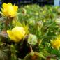 Preview: Potentilla verna - Frühlingsfingerkraut