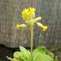 Preview: Primula veris - Echte Schlüsselblume