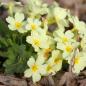 Preview: Primula vulgaris - Stengellose Schlüsselblume