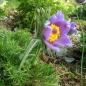 Preview: Pulsatilla vulgaris - Küchenschelle