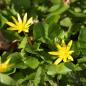 Preview: Ranunculus ficaria - Scharbockskraut