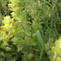 Preview: Rhinanthus alecterolophus - Zottiger Klappertopf