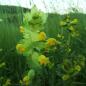 Preview: Rhinanthus alecterolophus - Zottiger Klappertopf