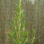 Preview: Rosmarinus officinalis - Rosmarin
