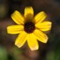 Preview: Rudbeckia triloba - Sonnenhut
