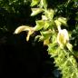 Preview: Salvia glutinosa - Gelber/Klebr. Salbei