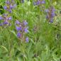 Preview: Salvia officinalis - Echter Salbei