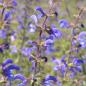 Preview: Salvia pratensis - Wiesensalbei