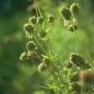 Preview: Sanguisorba minor - Pimpinelle/Kleiner Wiesenknopf