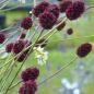 Preview: Sanguisorba officinalis - Großer Wiesenknopf