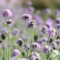 Preview: Scabiosa columbaria - Taubenskabiose