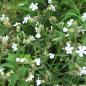 Preview: Silene alba - Weiße Nachtnelke