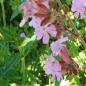 Preview: Silene dioica - Rote Lichtnelke