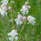 Preview: Silene vulgaris - Taubenkropf