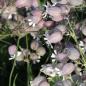Preview: Silene vulgaris - Taubenkropf