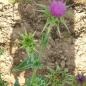 Preview: Silybum marianum - Mariendistel