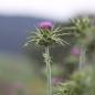 Preview: Silybum marianum - Mariendistel