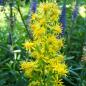 Preview: Solidago virgaurea - Echte Goldrute