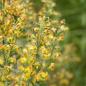 Preview: Solidago virgaurea - Echte Goldrute