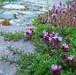 Preview: Thymus serphyllum Cocconieus - Roter Sandthymian