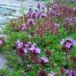 Preview: Thymus serphyllum Cocconieus - Roter Sandthymian