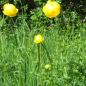 Preview: Trollius europaeus - Trollblume