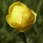 Preview: Trollius europaeus - Trollblume