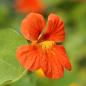 Preview: Tropaeolum majus - Kapuzinerkresse