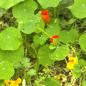 Preview: Tropaeolum majus - Kapuzinerkresse