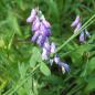 Preview: Vicia cracca - Vogelwicke
