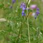 Preview: Vicia cracca - Vogelwicke