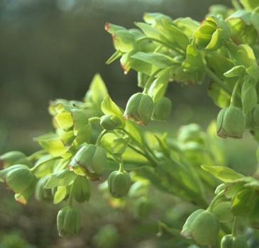 Preview: Helleborus foetidus - Wilde Nieswurz