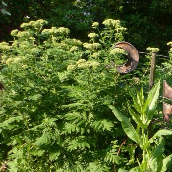 Tanacetum macrophyllum - Großblättrige Margerite