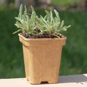 Preview: Achillea filipendulina - Kopie