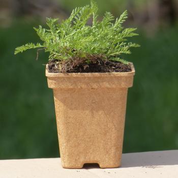 Achillea nobilis - Edle Schafgarbe