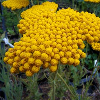 Achillea filipendulina - Kopie