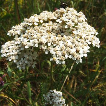 Achillea millefolium - Gemeine Schafgarbe
